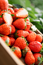 你还记得第一次喝#霸气芝士草莓#是在什么时候吗？我们为ta自建了一片草莓园，自己种的草莓，不止是香甜噢！￿06qfuDrgy1gyj0qgvqzkj32ay3gge86