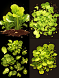 kdsaik_There_are_some_lettuce_seedlings_on_a_black_background_h_cfe814d5-eba0-4644-b603-d5a673bfa91d