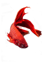 png金鱼
