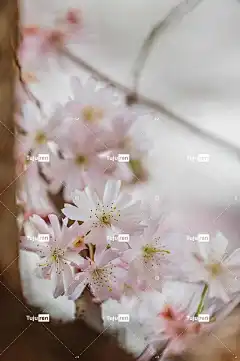 桃花 粉色的 花朵 花壁纸 春天 自然 美丽的花朵 花卉背景
