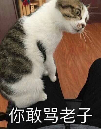 你敢骂老子——猫表情包