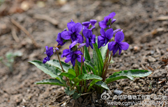 one花采集到动植物