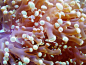 Frogspawn Coral Orange, CA : www.ocfishshop.com/
