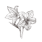 桔梗_PNG线稿素描手绘植物花水仙菊化妆品包装海报平面AI矢量设计素材