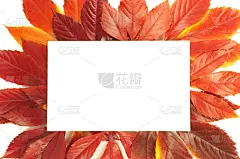 由白色背景的树叶制成的框架