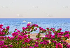 在埃及的度假胜地沙姆沙伊赫，可以看到红海和南部粉红色的花朵