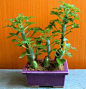 七宝树（ Senecio articulatus），又名仙人笔，菊科千里光属，喜温暖干燥和阳光充足环境，不耐寒，耐半阴和干旱，忌水湿和高温，夏季高温半休眠。栽培要点：生长适温15-22度，冬季不低于8度；配土一般可用腐叶土、培养土和粗沙的混合土，加少量骨粉；生长期每周浇水一次，夏季半休眠期，每2周浇水一次，冬季每月浇水一次，保持盆土稍干燥；生长期施肥3-4次，夏季和冬季停止施肥；繁殖方式主要是扦插繁殖，可在生长期剪下过密或老化枝条用于扦插。