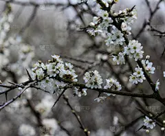 李树,春天,青梅,花朵,美,水平画幅,无人,梅花,早晨,夏天