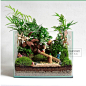 苔藓微景观 苔藓生态瓶 创意绿植 龙猫-欢乐时光-淘宝网