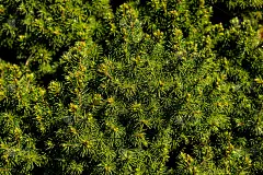 青松枝丫常绿。针叶林绿林背景。户外植物园装饰叶细节。园林用针叶植物，杜松，柏树，柏树，云杉