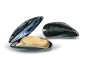 Mussel-PNG-HD