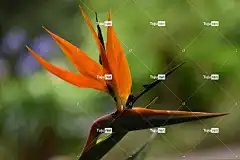 极乐鸟 花 美丽的花朵 花壁纸 植物 鹤望兰 花瓣 花卉背景