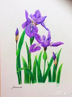 @瞳画集 @艺术大亨 @画画吧 @Artager官微 @彩铅手绘 @全民学画画 @手绘插画 宛如心灵，不语的期盼和那蓝紫色的浅浅的回忆 ​​​​