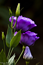 
Eustoma Bluebell