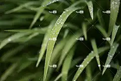 草 4K壁纸1920X1080 壁纸4K 全高清壁纸 Mac壁纸 雨滴