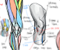 LEG !I uploaded artstation store paint and drawing tips , TB Choi : `psd file 
`leg tip notes
`knee tip notes 
`painting  and drawing process video 
and tips  

https://www.artstation.com/tbchoi/store/ov9O/how-to-tb-draw-legs-tips