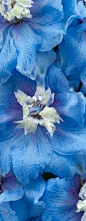Blue delphinium--There once was a mouse who made his bed in delphiniums blue and geraniums red.  A A Milne: 