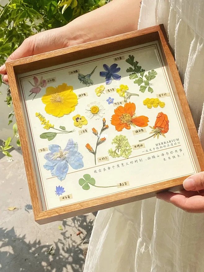 这样的植物标本你喜欢吗