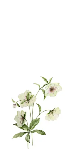 水彩--银莲花 - 高清图片，堆糖，美图壁纸兴趣社区