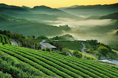 太阳镜的花瓣采集到茶园