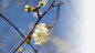 春天樱花摄影背景元素之十六高清素材 元素 摄影背景 春天 樱花 设计 免抠png 设计图片 免费下载