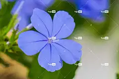藍花丹 花 美丽的花朵 花壁纸 植物 大自然 绽放 青藍色