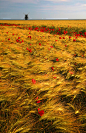 35PHOTO - Moro - 无标题