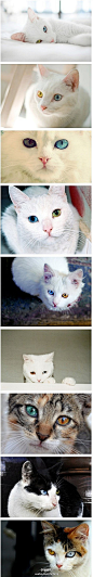 【双色瞳孔猫咪】在日本有一种叫『金目銀…