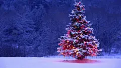 圣诞树五彩缤纷壁纸