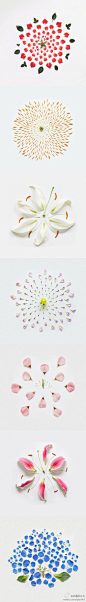 新加坡摄影师 Qi Wei 拍摄了一组名为《Exploded Flowers》的作品，他把花朵拆散排列之后，拍摄出平面的花朵。
收起|查看大图|向左转|向右转
