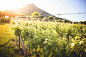 Sunny Vineyard in Summer Free Image Download