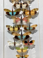 艺术展蝴蝶标本 : 之前在香港巴塞尔艺术展（2019年）上看到的蝴蝶标本，太美了！亲眼所见，真的会被震撼到！蝴蝶的纹理、色彩搭配、对称的设计、布局等等都令人感到赏心悦目～ #蝴蝶标本  #艺术展打卡