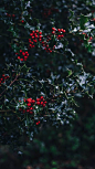 Happy Holidays! Enjoy 35 Christmas iPhone Wallpapers by Preppy Wallpapers