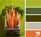 carrot hues