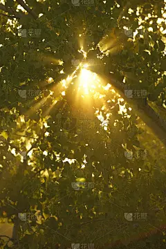 阳光透过树林_5226818459
