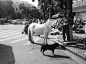 人，狗，马。拍摄于温州乐清某街道