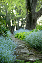 爱这个勿忘我边从潺潺的小屋
Love this forget-me-not edging from The Murmuring Cottage