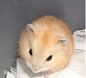 布丁鼠是加卡利亚仓鼠(Phodopus sungorus)的一种，加卡利亚仓鼠就是宠物鼠中常见的三线鼠，布丁鼠的体色为黄色，很像布丁，所以称为布丁鼠，这是日本培育出来的。布丁鼠背上的条纹为橙色或金色的称为黄布丁，毛色为乳白色的称为白布丁；他们的个性很温和，跟人们的互动性高，而且照顾容易，所以很适合成为新手或小朋友的小型宠物鼠。布丁鼠和其它宠物鼠一样，具有不占空间，喂食、清洁方便的特点，个性温驯。布丁鼠很怕热，夏天需要调节温度。