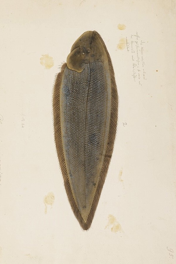 鱼类图鉴比目鱼