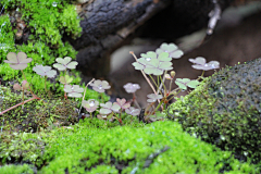 YOOYO-刘小粉采集到YO-微观世界-苔藓