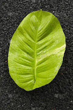 叶子,沥青,清新,砖,边框,环境,泰国,壁纸,春天,花