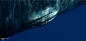 这些叹为观止的鲸鱼写真是由美国摄影师Bryant Austin所拍摄，自2004年于南太平洋第一次捕捉鲸鱼雄伟的姿态后，他便疯狂地爱上了这美丽的具大海底生物！突破许多海底摄影的限制，Austin设法捕捉这些大规模生物的完整影像，透过他的镜头，鲸鱼的肌肤纹理似乎伸手可及，也让人感受到这些海底猛马象的英姿！

Austin将他自己全神贯注于拍摄鲸鱼的计划里，并搜集他近几年所完成的鲸鱼图像集结成“ Beautiful Whale “一书，他未来的目标是建立一个90英尺宽的照片，将一头蓝鲸非凡的形态与细节完整呈现