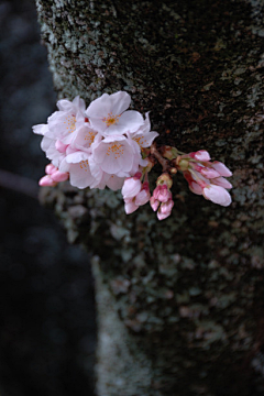 *冰峰*采集到花花世界