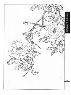 工笔画线描花卉画谱(茶花篇) 