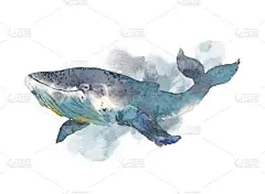 鲸鱼。海洋动物。水彩手绘白色背景上孤立的插图