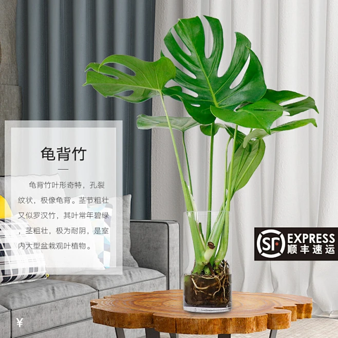 龟背竹大盆栽室内好养客厅老桩绿植四季水培植物水养花卉天堂鸟-tmall.com天猫-花瓣网