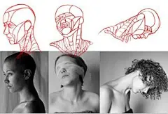 头部结构理解资料~【推荐课程】从零开始学插画O原画梦官网 ​​​​