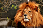 盯着树枝看的猛兽狮子摄影高清图片