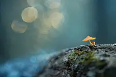 树干上生长的食用菌食材高清图片
