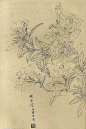 白描花鸟图 栀子花-紫砂素材-中国紫砂艺术网